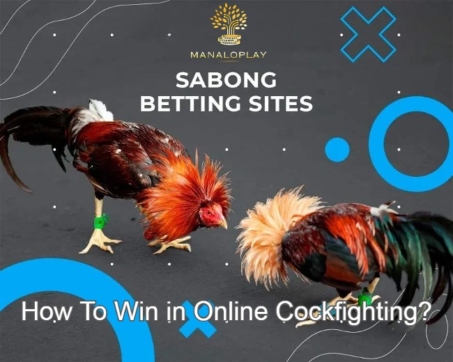 How To Win in Online Cockfighting?