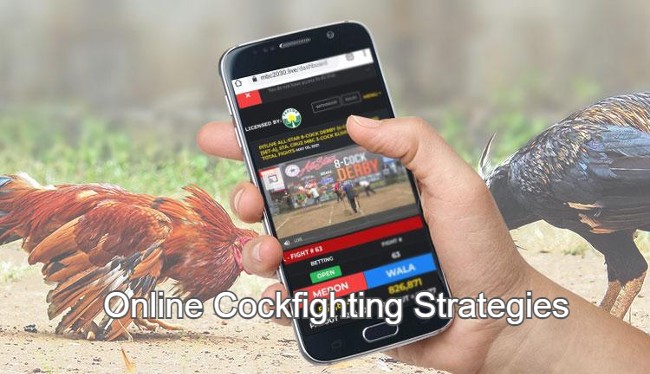 Online Cockfighting Strategies