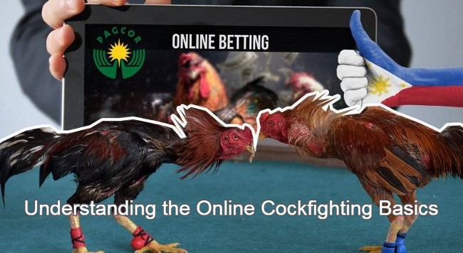 Online Cockfighting Basics