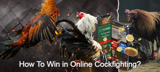 Win in Online Cockfighting